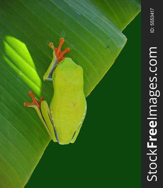 Red eyed tree frog hanging on a leaf with a green background seen from the back