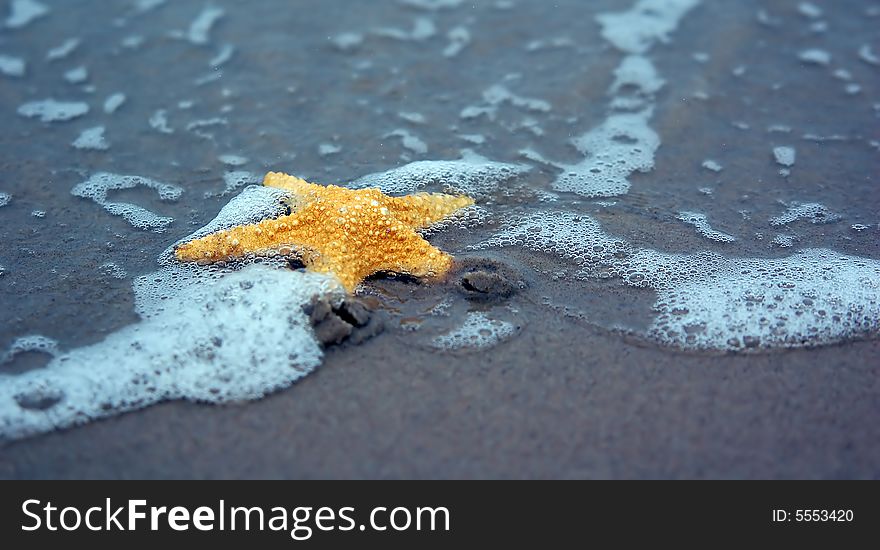 Starfish on the tropical beach