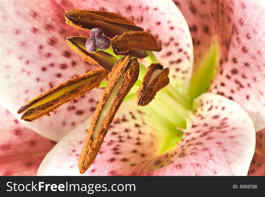 Extreme abstract close up of lily. Shallow DOF
