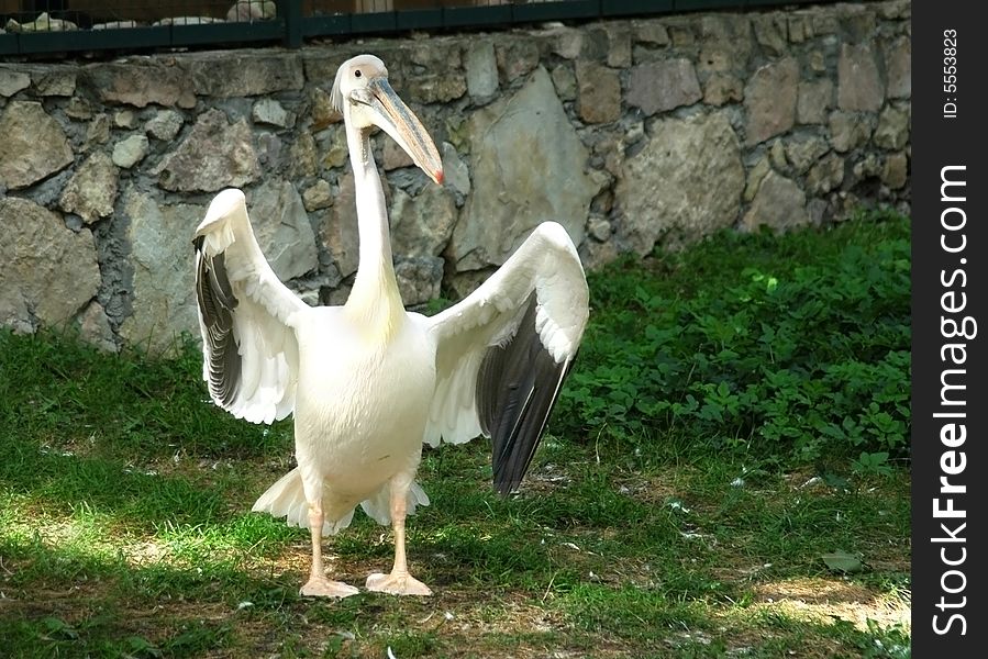 The pelican with the opened wings in zoo