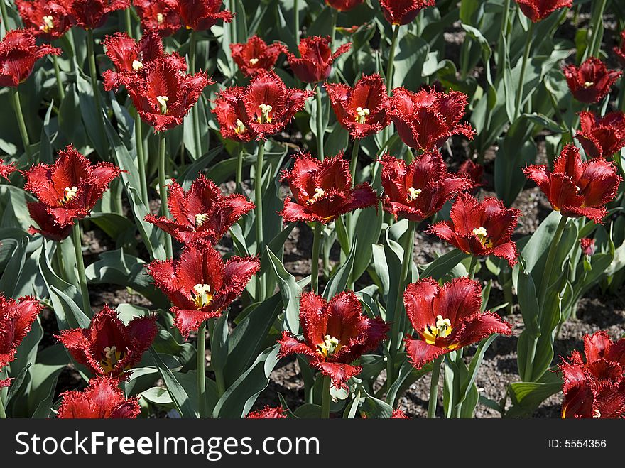 Red Double  Tulips