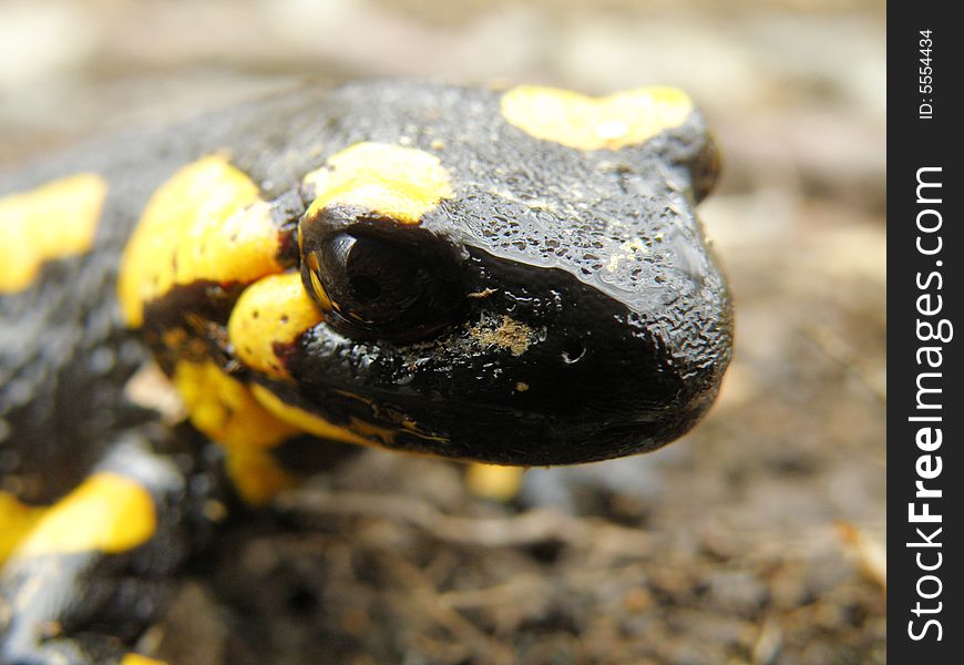 Salamander