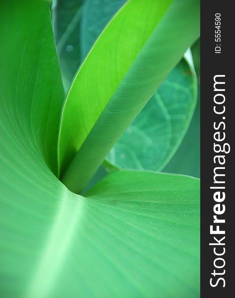 Detail of a green plant. Detail of a green plant