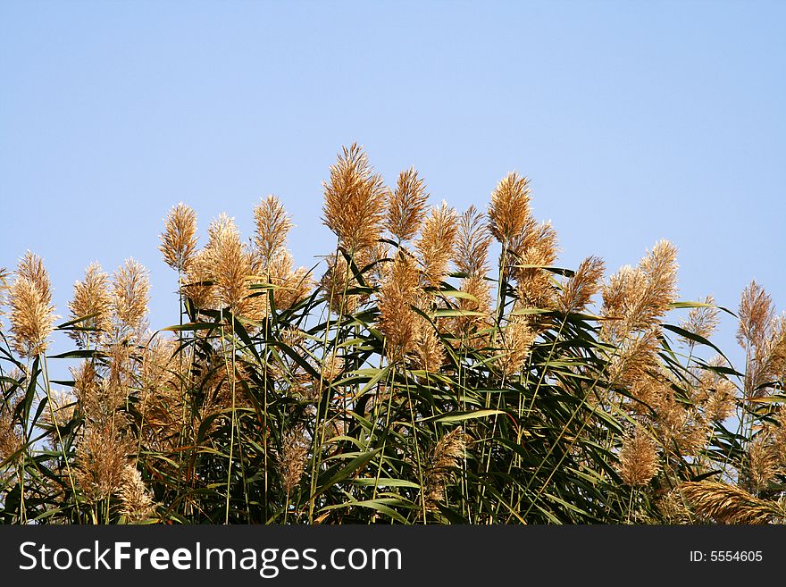 Some bulrush growing next to Sha Lake in northwest China