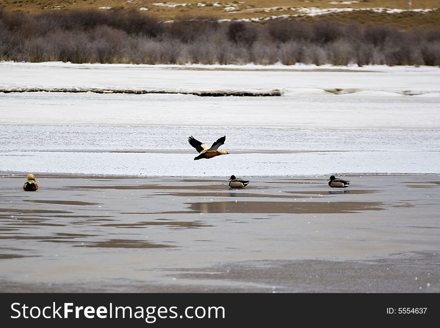 Birds on the icy lake of in China