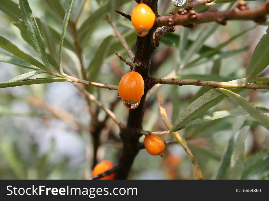 Sea-buckthorn berries in a rainy day. Sea-buckthorn berries in a rainy day