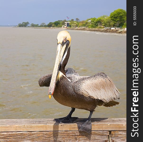 A colorful pelican poised to fly from the pier. A colorful pelican poised to fly from the pier