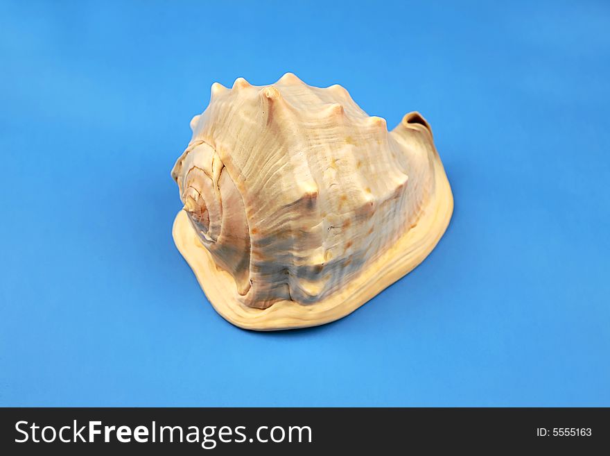 Seashell on the blue background