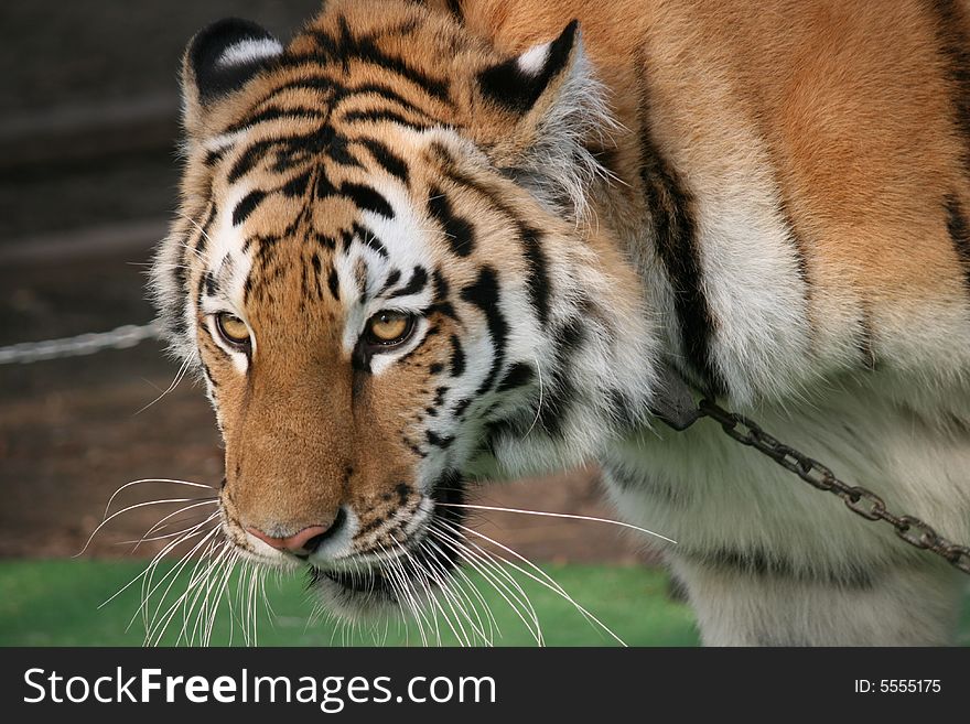 Fettered tiger in Moscow Gorky park. Fettered tiger in Moscow Gorky park