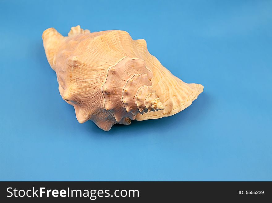 Seashell on the blue background