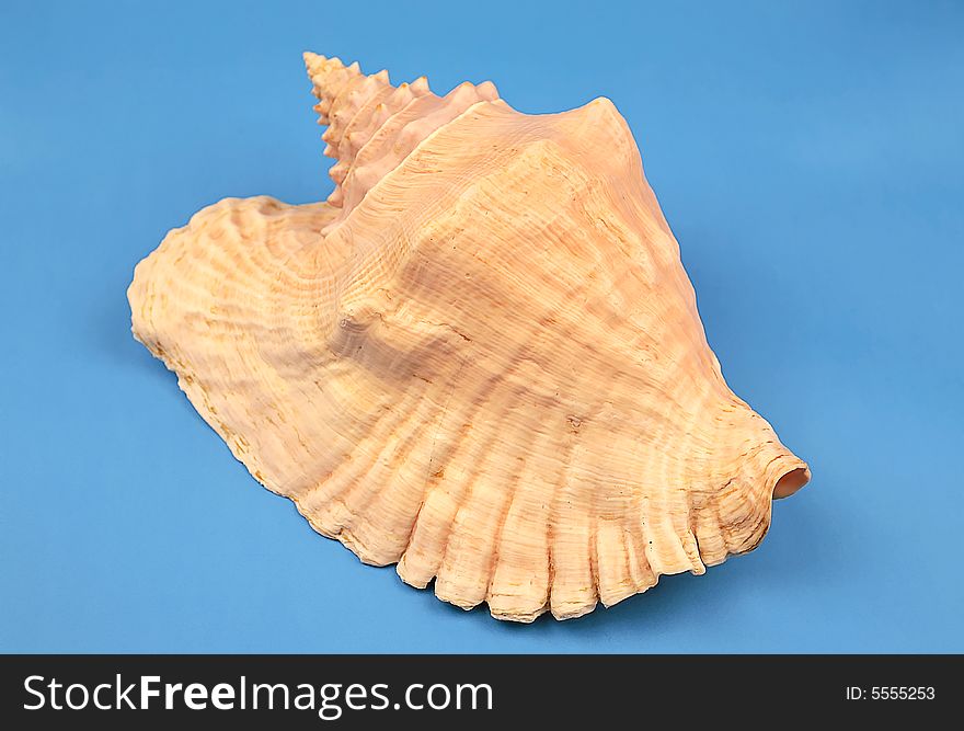 Seashell on the blue background