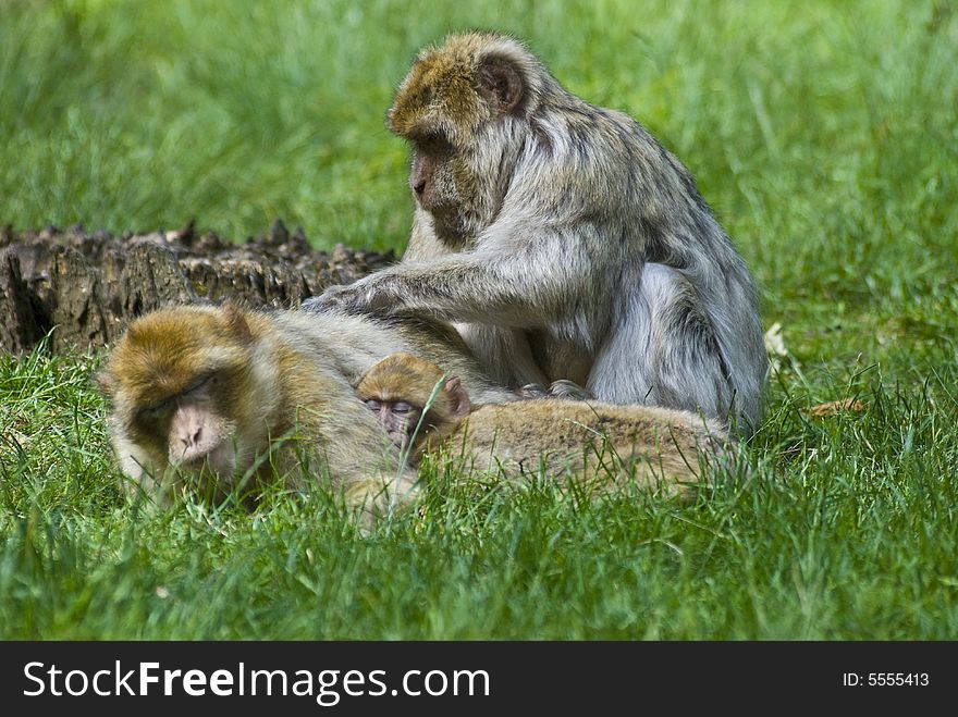 Barbary Macaque family group in the grass