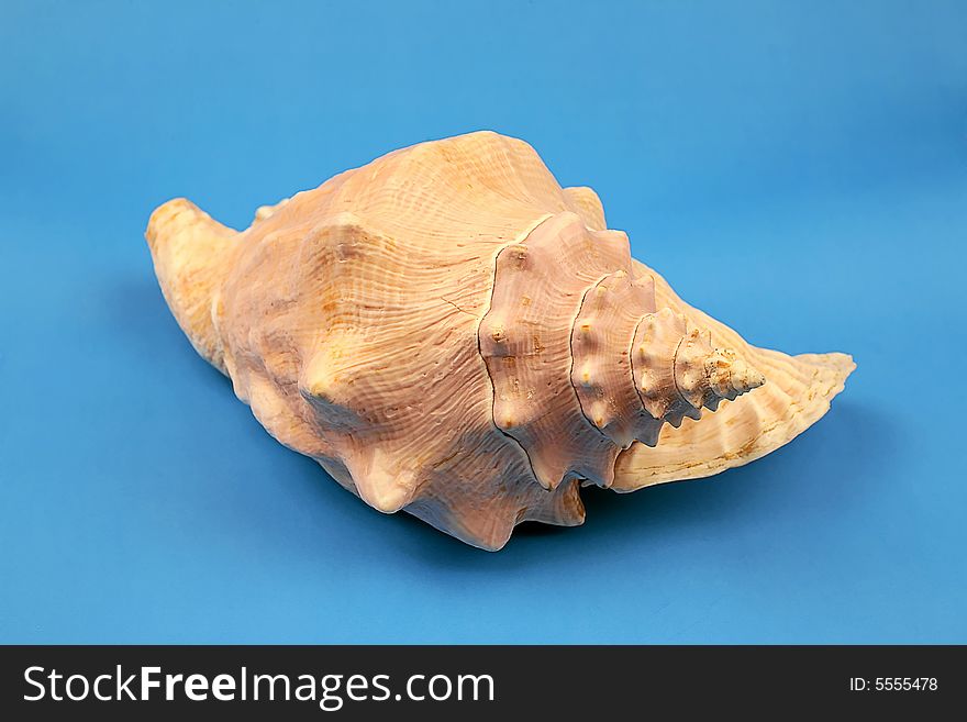 Seashell on the blue background