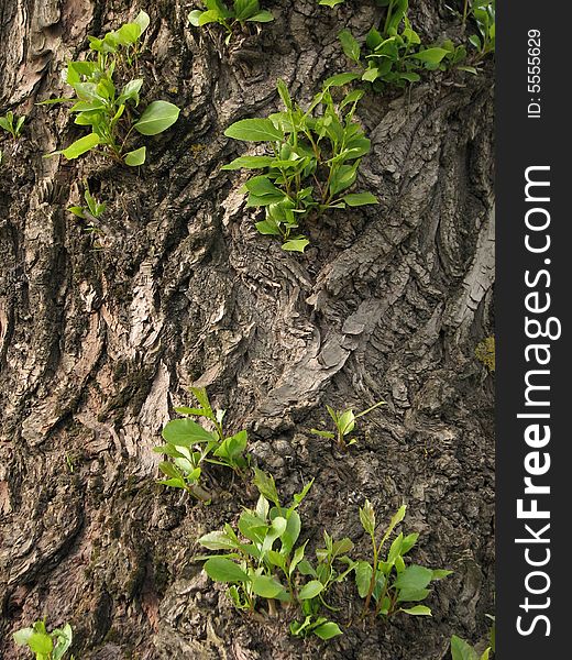 Aging tree. Structure of a bark of a tree