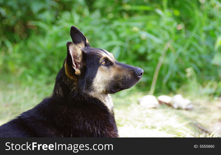 Dog looking somewere, his waiting