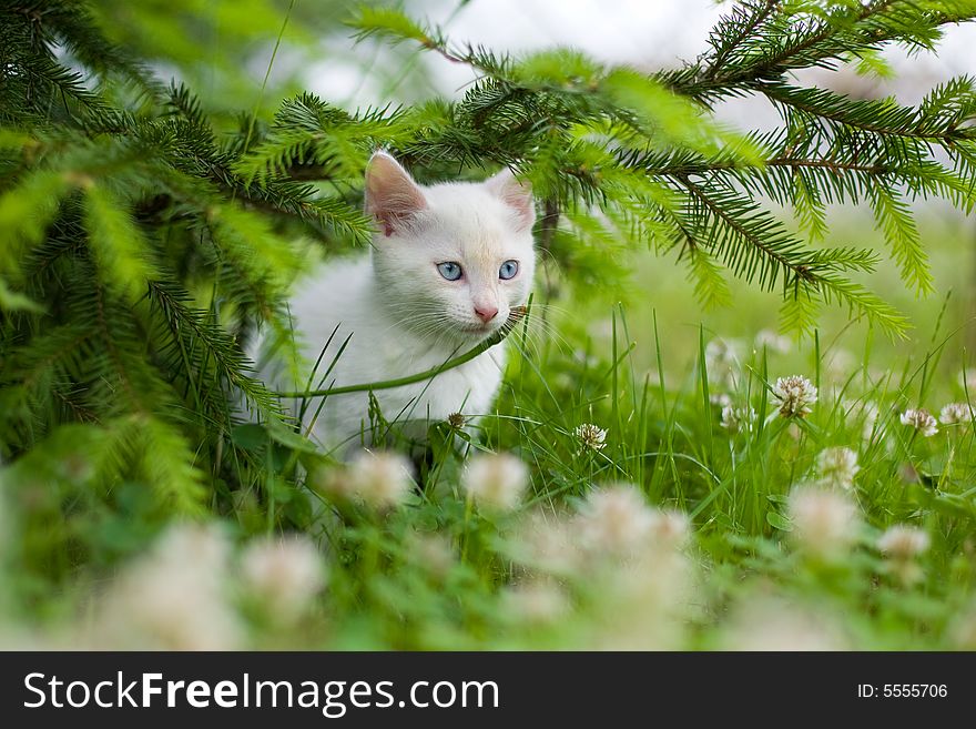 Small, white kitten lies in wait under the spruce.