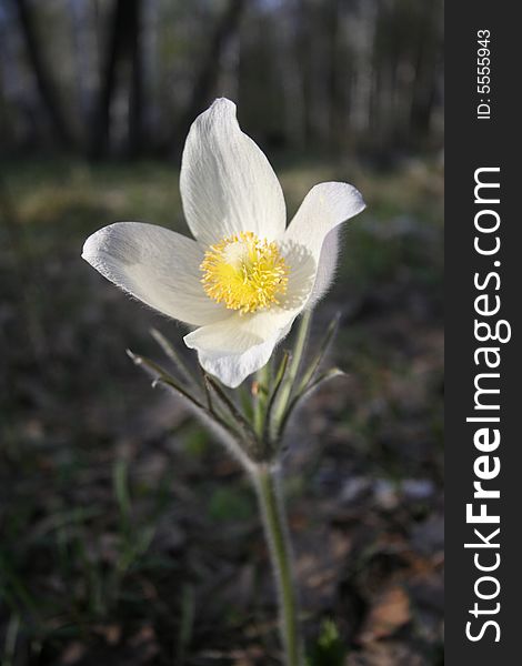 White snowdrop flower in russian forest