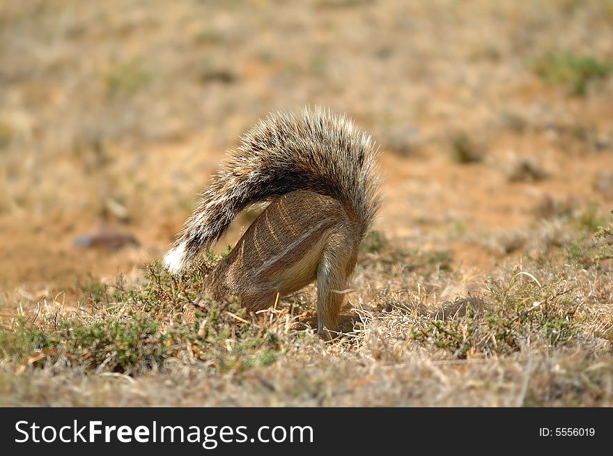 The natural habitats of the South African Ground Squirrel (Xerus inauris) are dry savanna and subtropical or tropical dry shrubland.