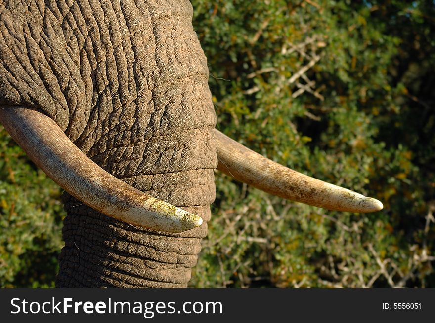 Closeup to the tasks of an African Elephant (South Africa). Closeup to the tasks of an African Elephant (South Africa)