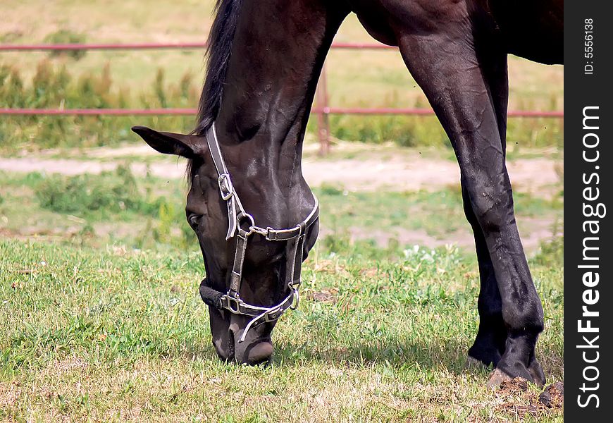 Detail of the beautiful horse grassing on the paddock. Detail of the beautiful horse grassing on the paddock.