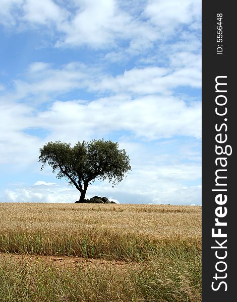 Lonely tree in alentejo - portugal - zen landscape