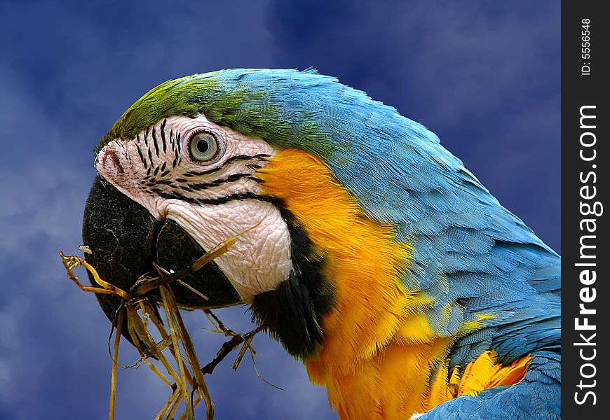 Colorful parrot with dry grass in its beak