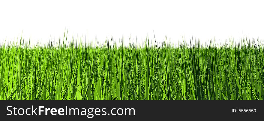 Grass plants in a sunny day