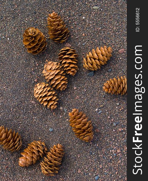 Pine cones on beach along Lake Superior. Pine cones on beach along Lake Superior