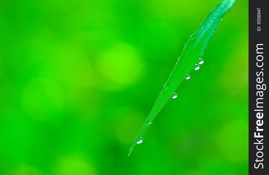 Nice grass with small drops. Nice grass with small drops