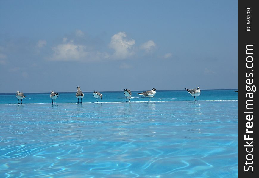 7 sea gulls standing in the border of a pool overlooking the ocean, perhaps wondering if the pool is better than the sea. 7 sea gulls standing in the border of a pool overlooking the ocean, perhaps wondering if the pool is better than the sea.