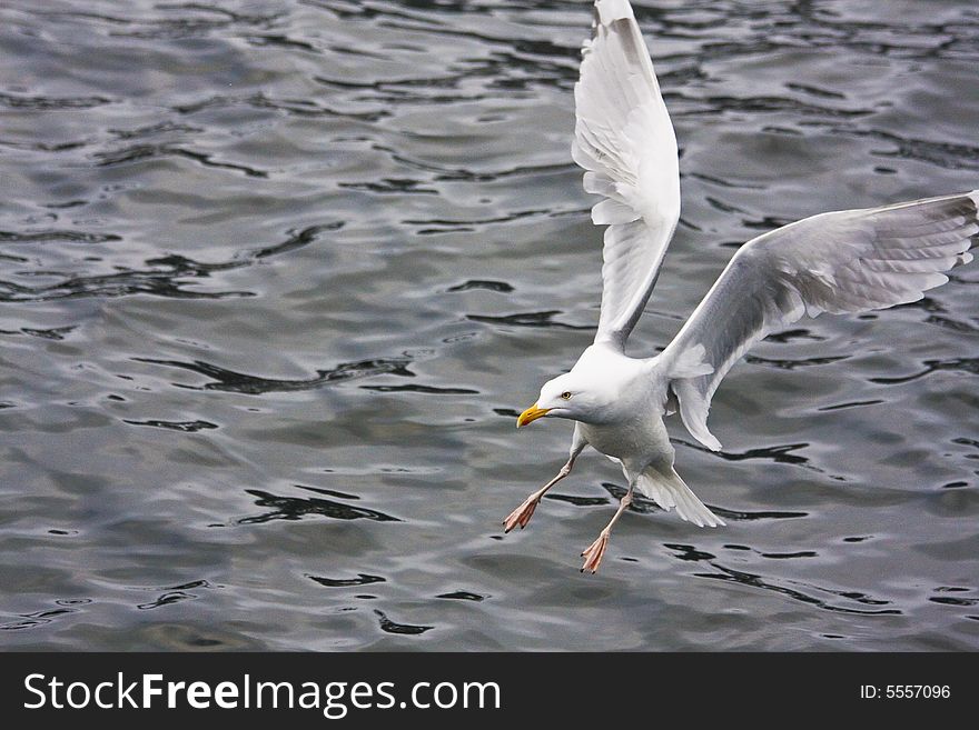 Sea gull flying, water background