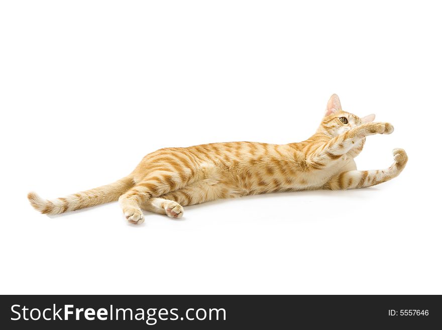 Red cat isolated on a white background