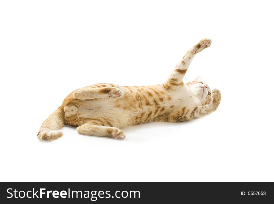 Red cat isolated on a white background