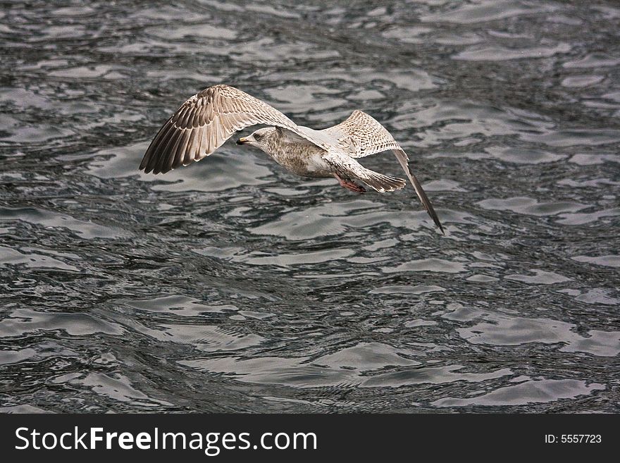 Sea gull in the flight before water background