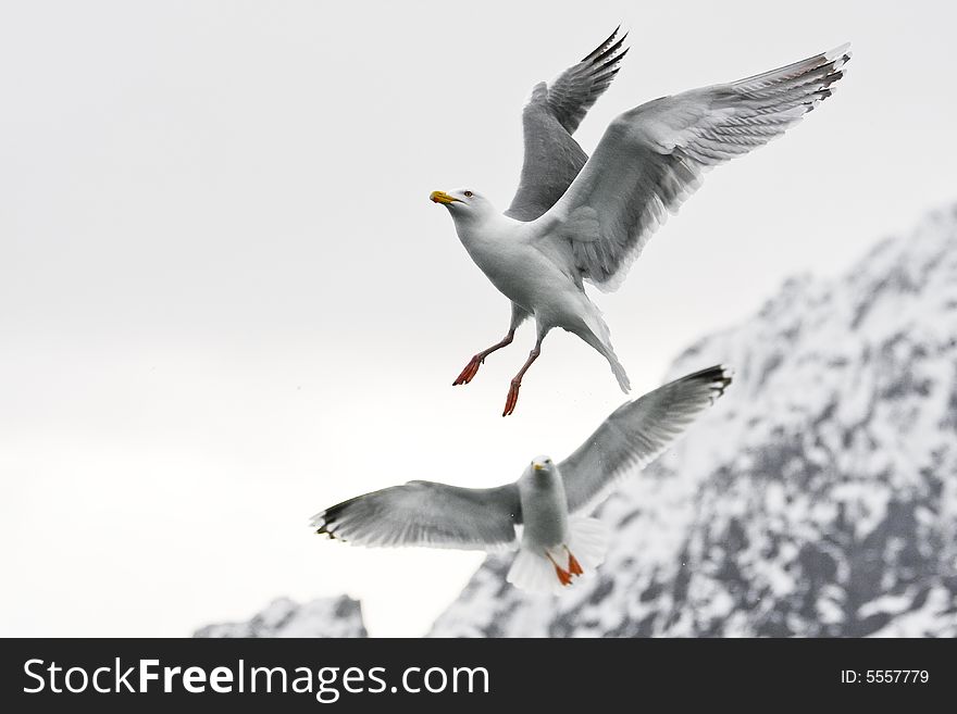 Sea gull in the flight before white background