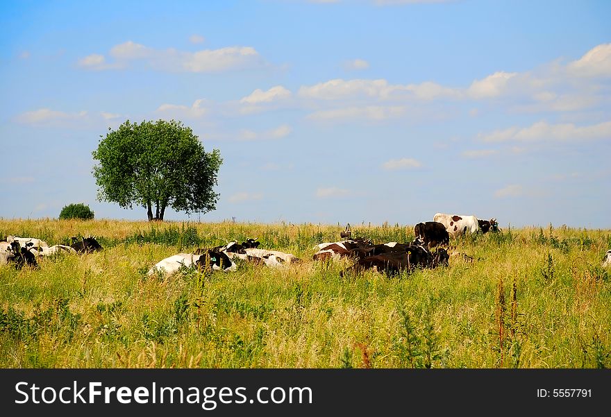 The cows on the meadow