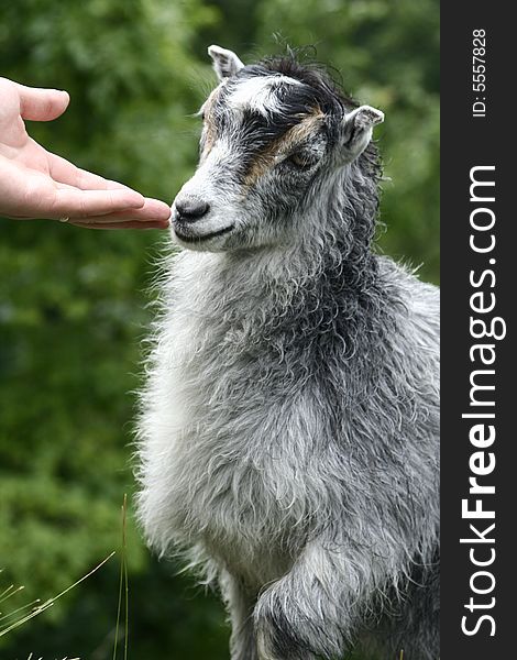 A man caress a kid goat. A man caress a kid goat