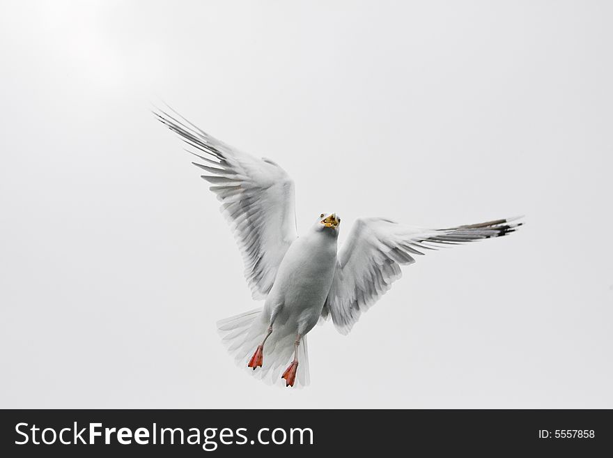 Sea gull in the flight before white background