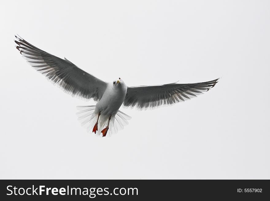 Sea gull in the flight before white background