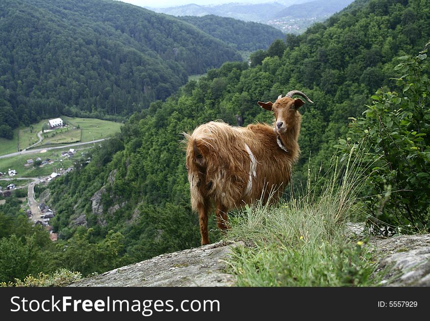 A goat eating grass on the mountain. A goat eating grass on the mountain