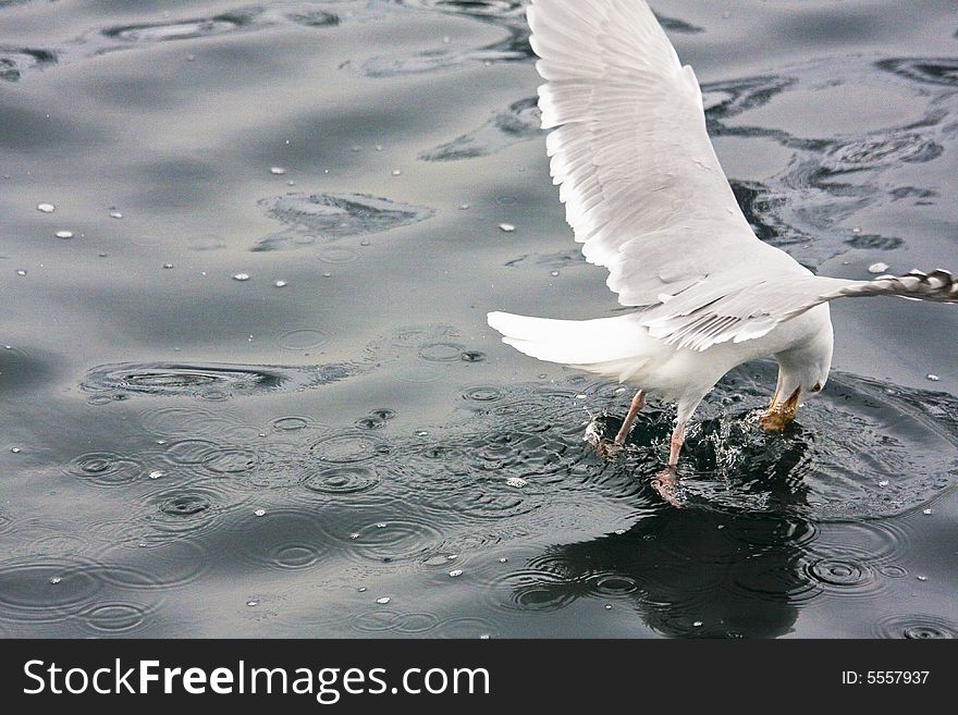 Sea gull in the flight before water background