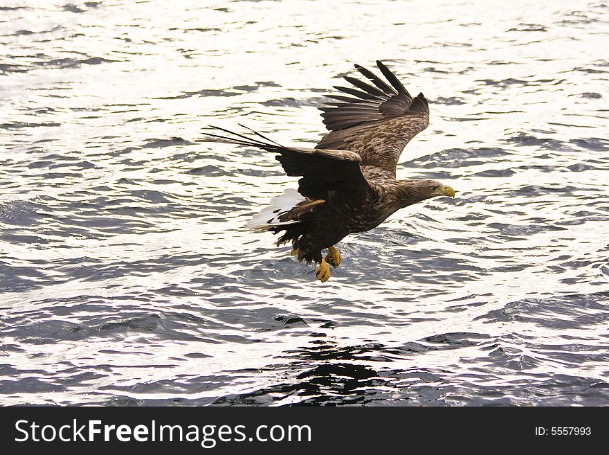 Sea eagle in the flight before water background