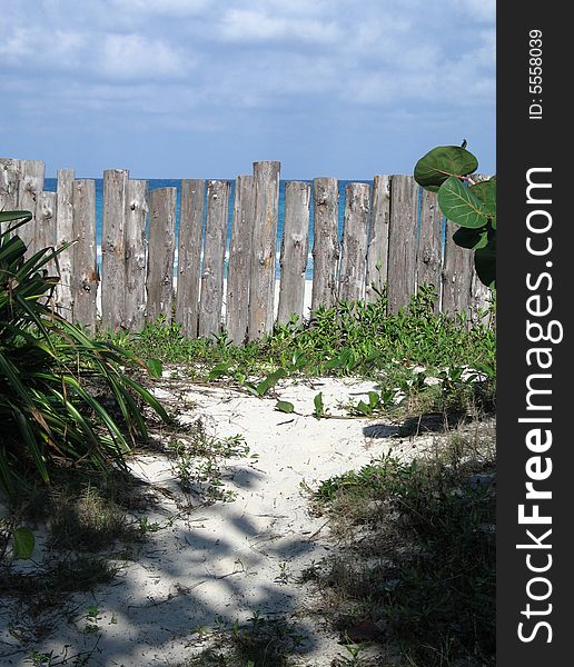 A wild path to the beach