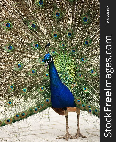 Peacock showing its wonderful colored feathers. Peacock showing its wonderful colored feathers.