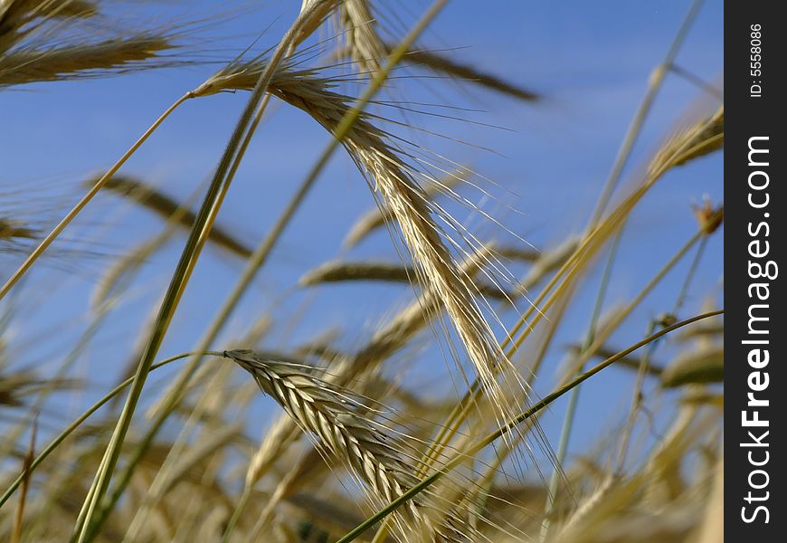 A macro of a cereal