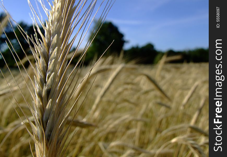 A macro of a cereal