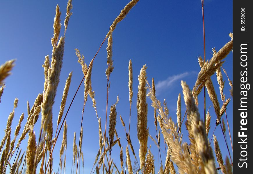 A macro of a cereal