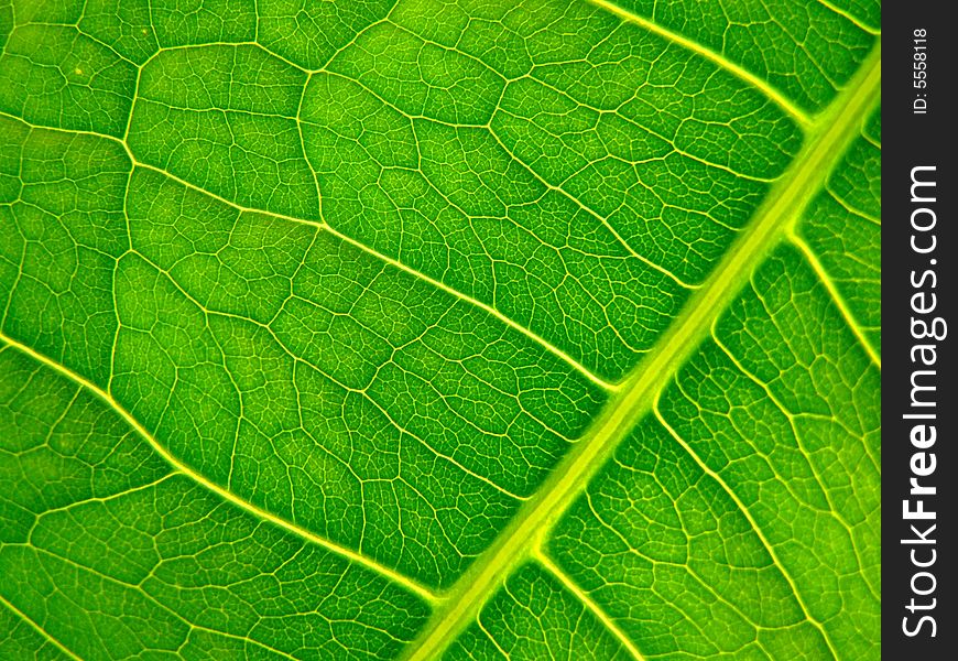 A macro of a leaf