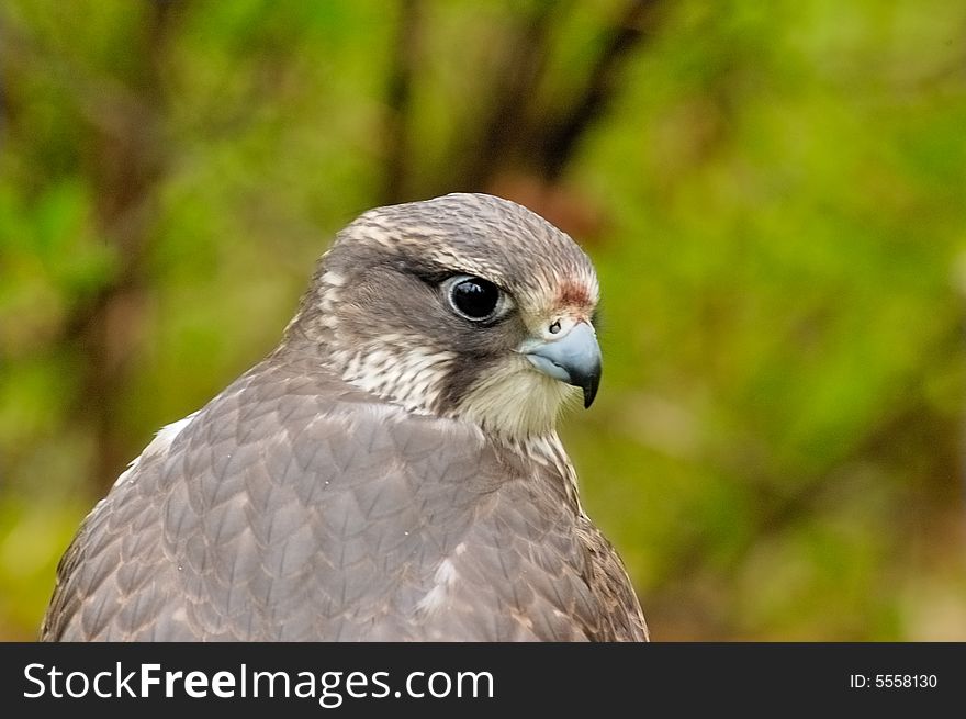 Portrait of Saker Falcon with bush as background