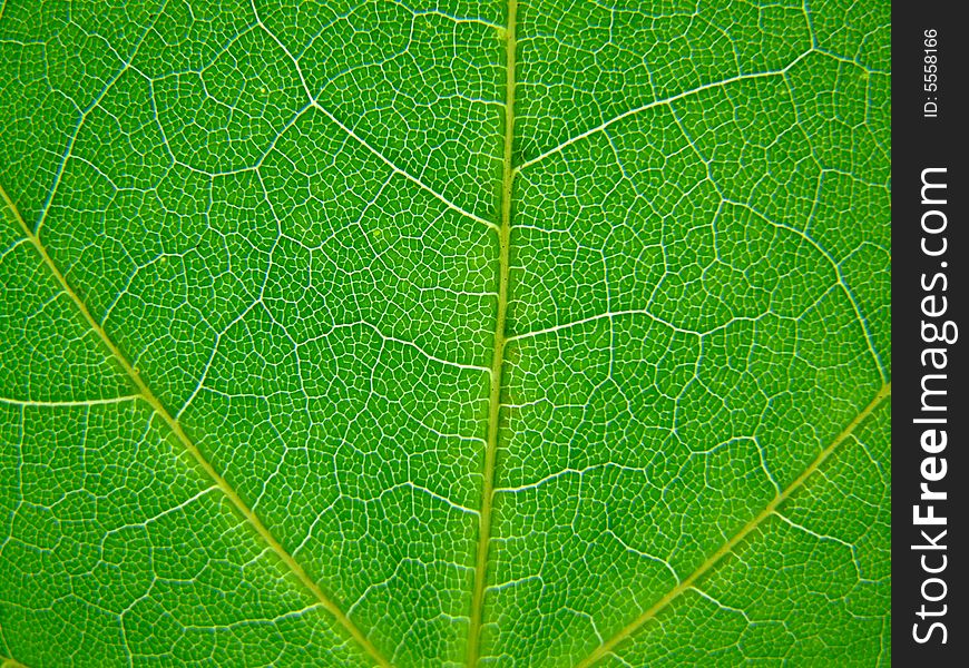 A macro of a leaf